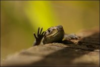 Waving Common Lizard - Laurence Arnold