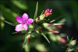 Deptford Pink