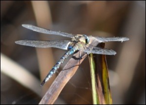 Migrant Hawker - Jamie Wyver