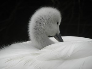 Black-necked swan cygnet hitching a ride by Ann Chapman.