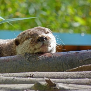 Sleepy head by Judi Mahon.