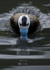 White-headed duck.