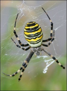 Wasp Spider - Richard Bullock