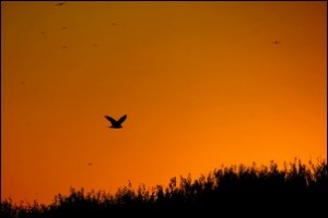 Marsh harrier - Stephen Le Quesne