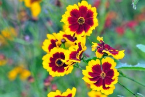 Coreopsis - Ian Andrews