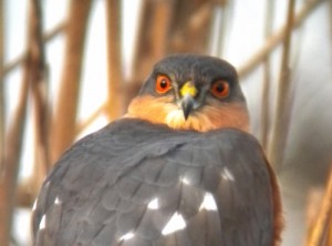 Sparrowhawk - Les Mccallum