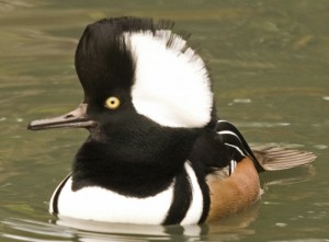 Hooded Merganser - Anne Harwood