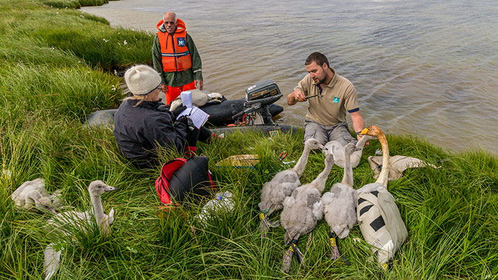 Ringing whooper swans in Iceland
