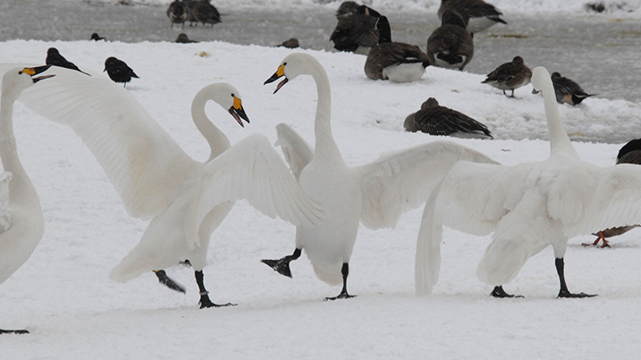 Spring migration after the snow!