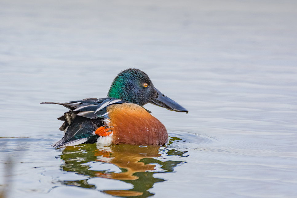 Wildlife Sightings - 18/08/19