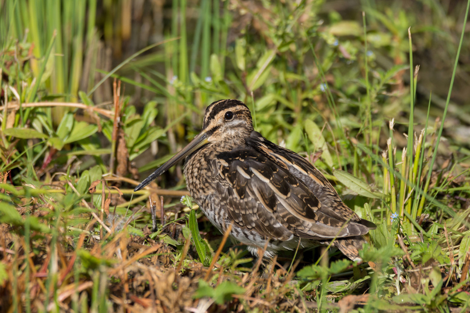 Wildlife Sightings - 14/10/19