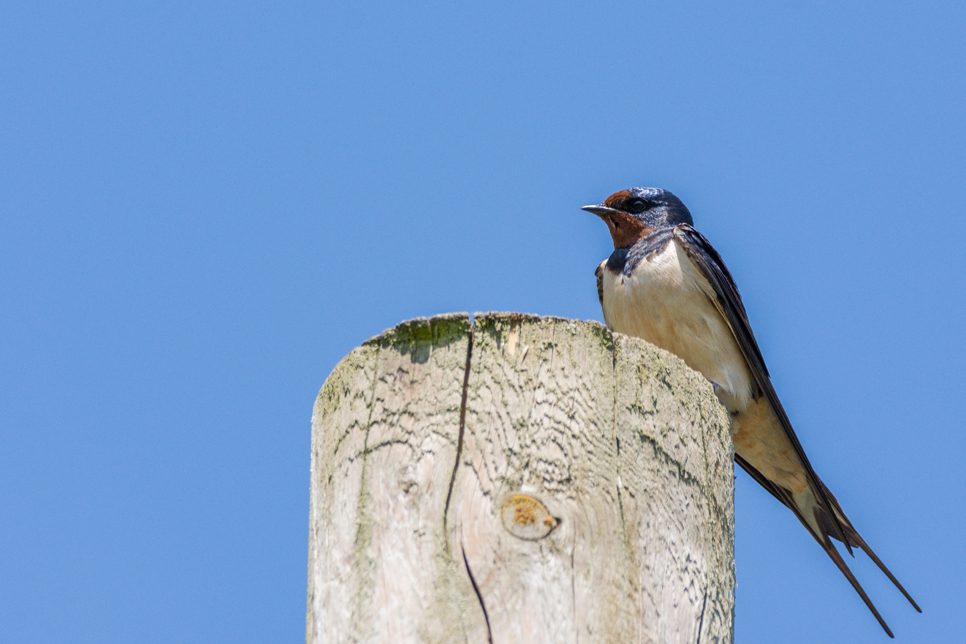 Wildlife Sightings 10/07/19