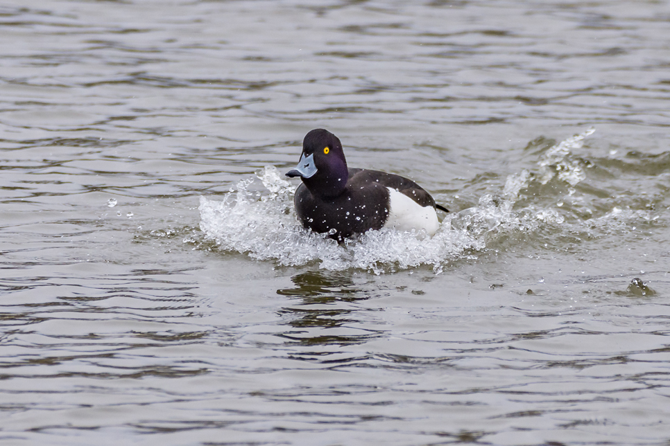 Wildlife sightings - 27/06/19