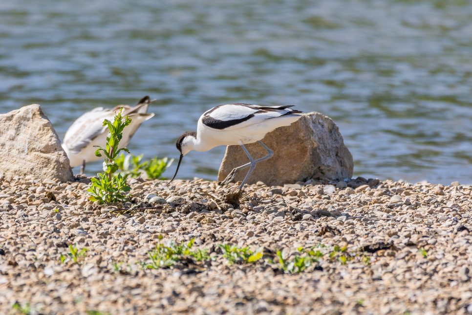 Avocet and eggs.jpg