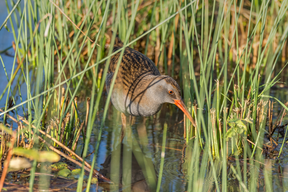 Recent Sightings - 5th October 2020