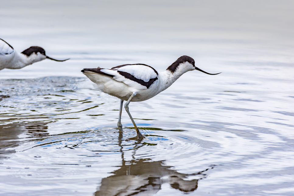 Eyes on the skies for returning avocets