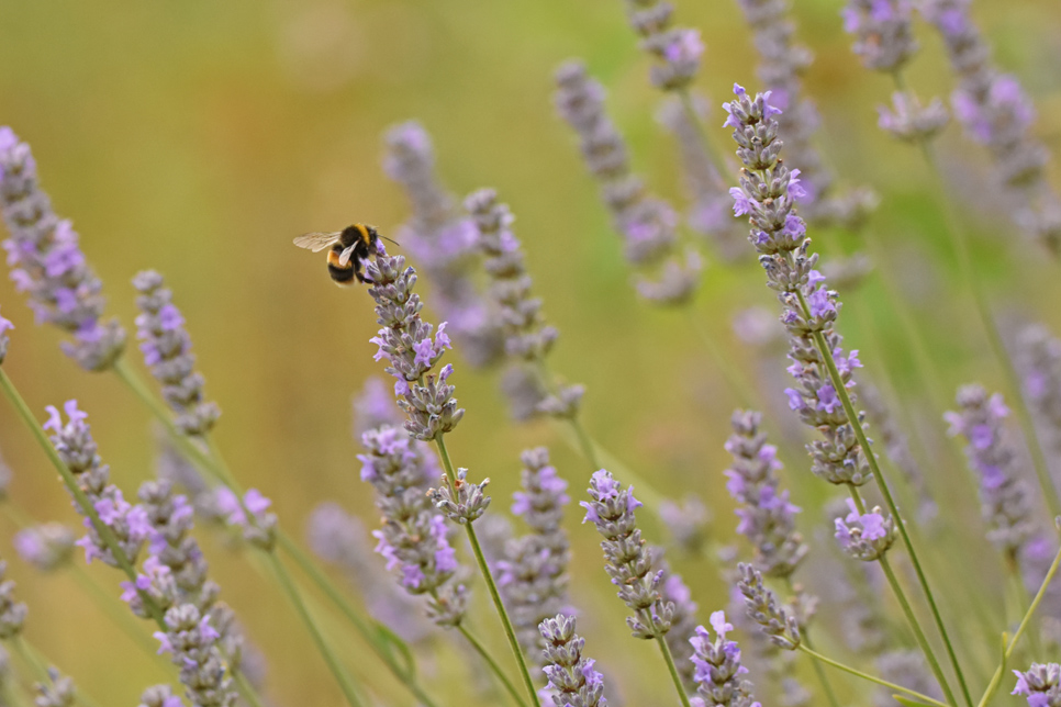 Wildlife Sightings - 19/05/19