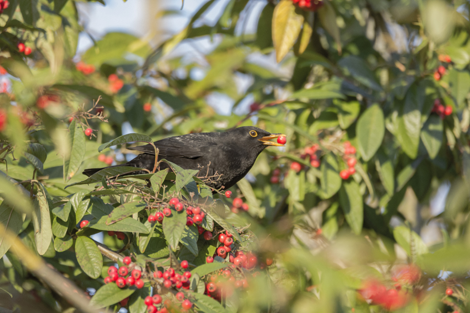 Wildlife Sightings - 19/11/19