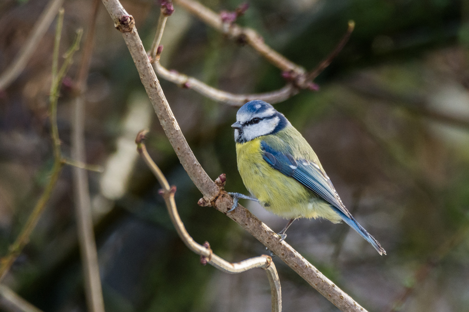 Wildlife Sightings - 1/01/2024