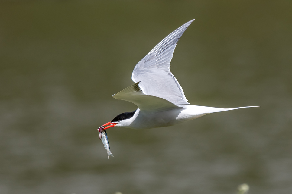 Wildlife Sightings - 9/06/19