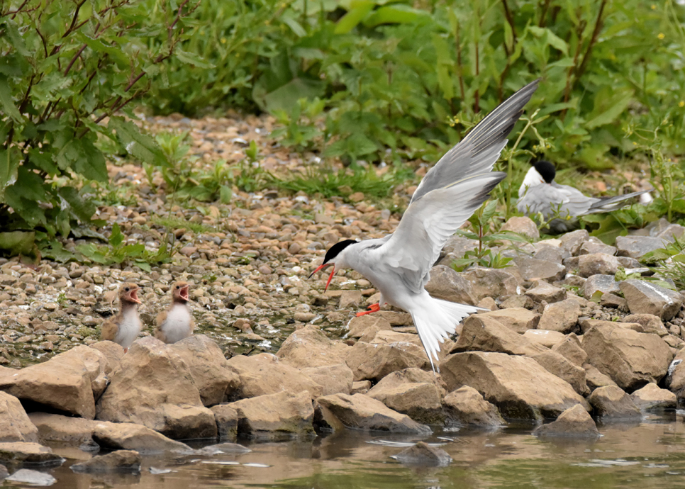 Common tern with chicks.jpg