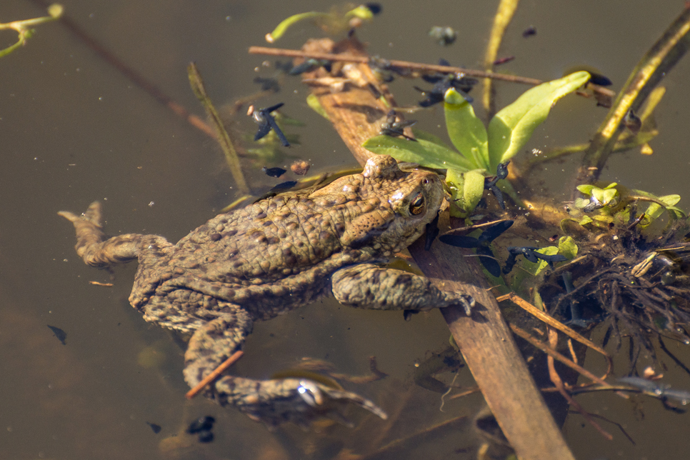 Wildlife Sightings - 08/08/19