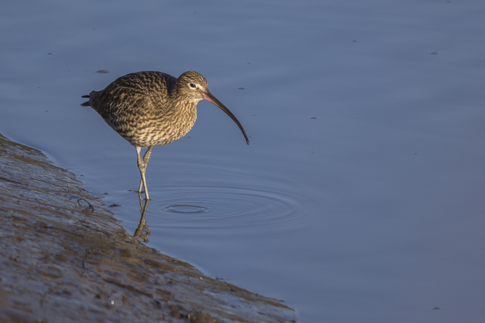 Wildlife Sightings - 11/10/19