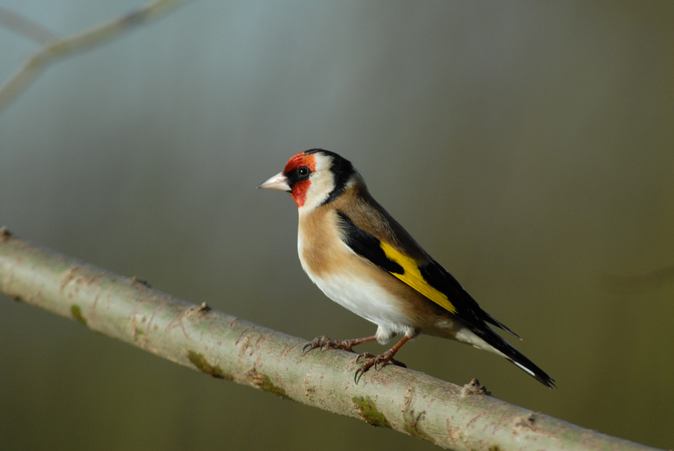 Wildlife Sightings 26/06/22