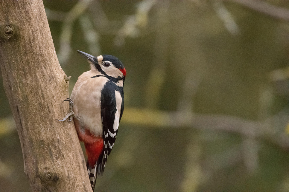 Wildlife sightings 07/08/2022