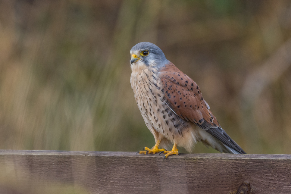 wildlife sightings 16/12/20