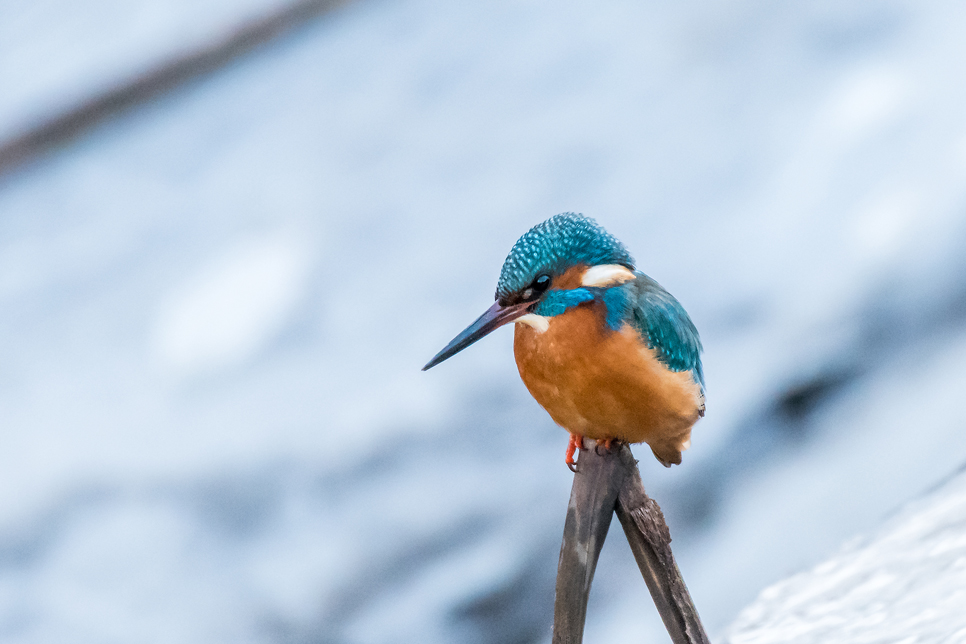 Kingfisher.jpg