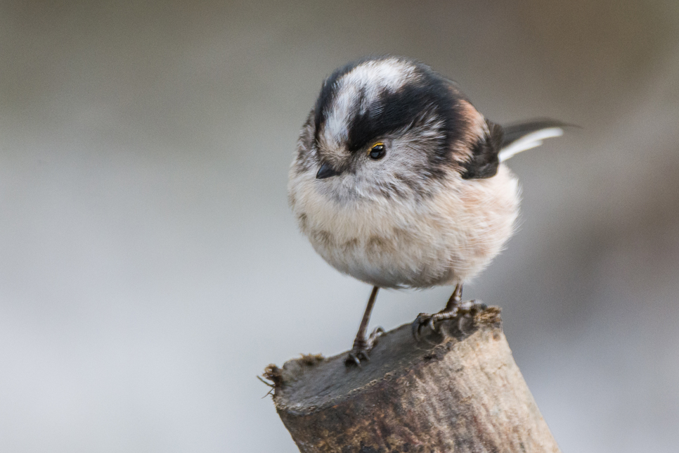 Wildlife sightings - 07/02/2021