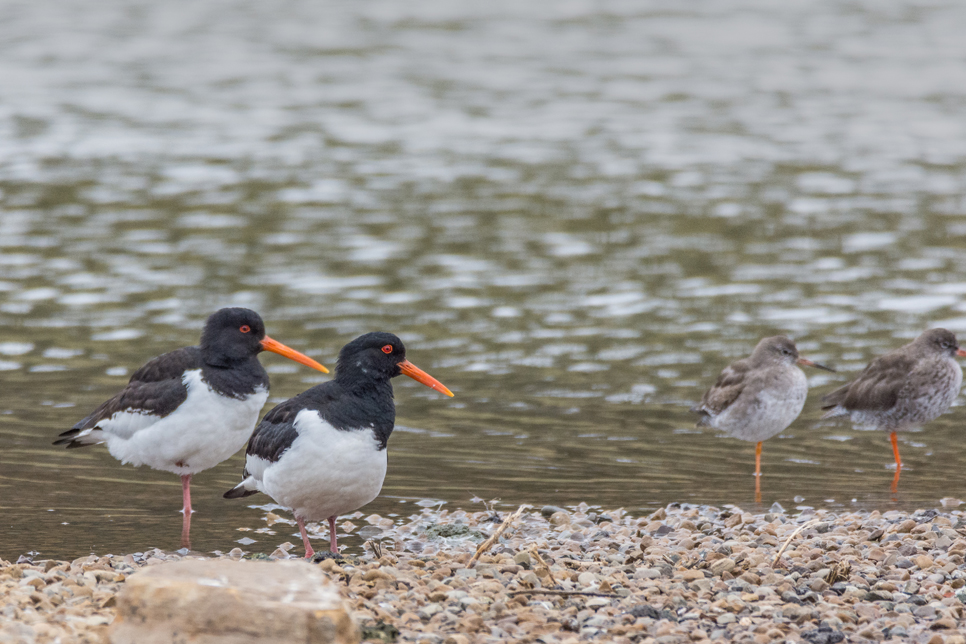 Wildlife Sightings - 26/07/19