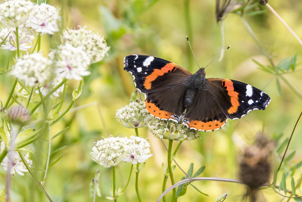 Wildlife Sightings 25/06/2023