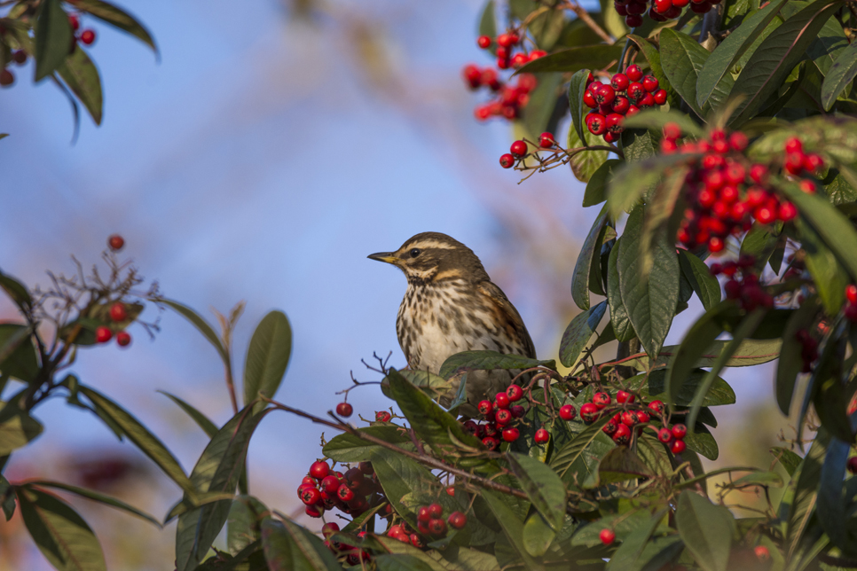 Wildlife sightings - 12/11/2020