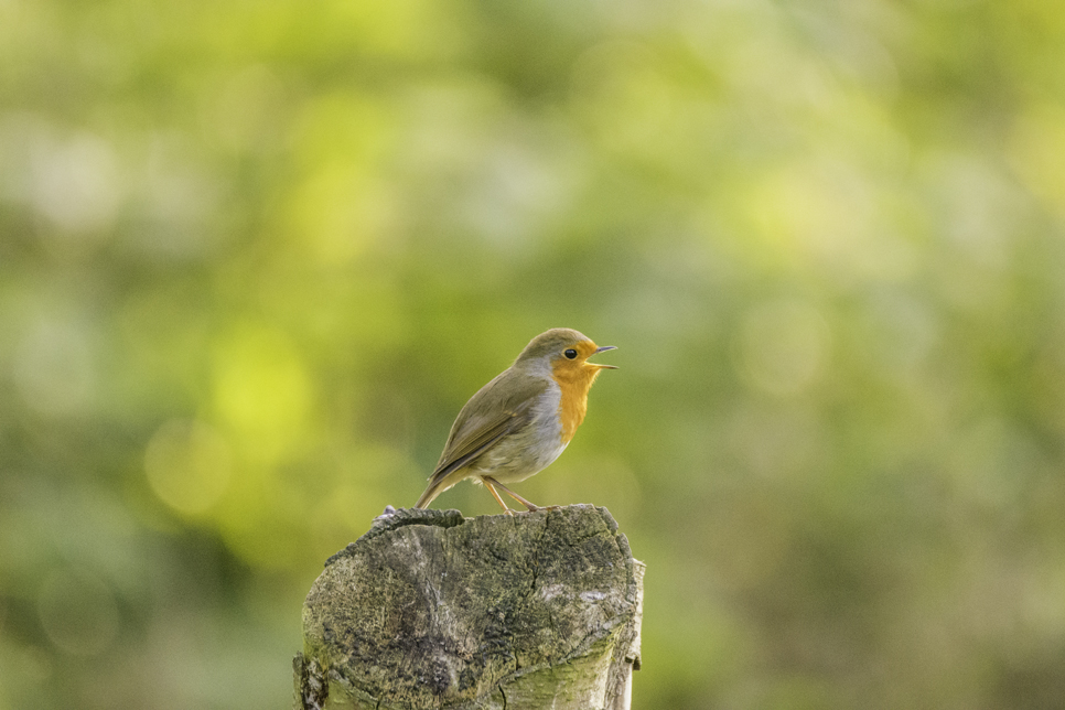 Wildlife Sightings - 20/09/2019