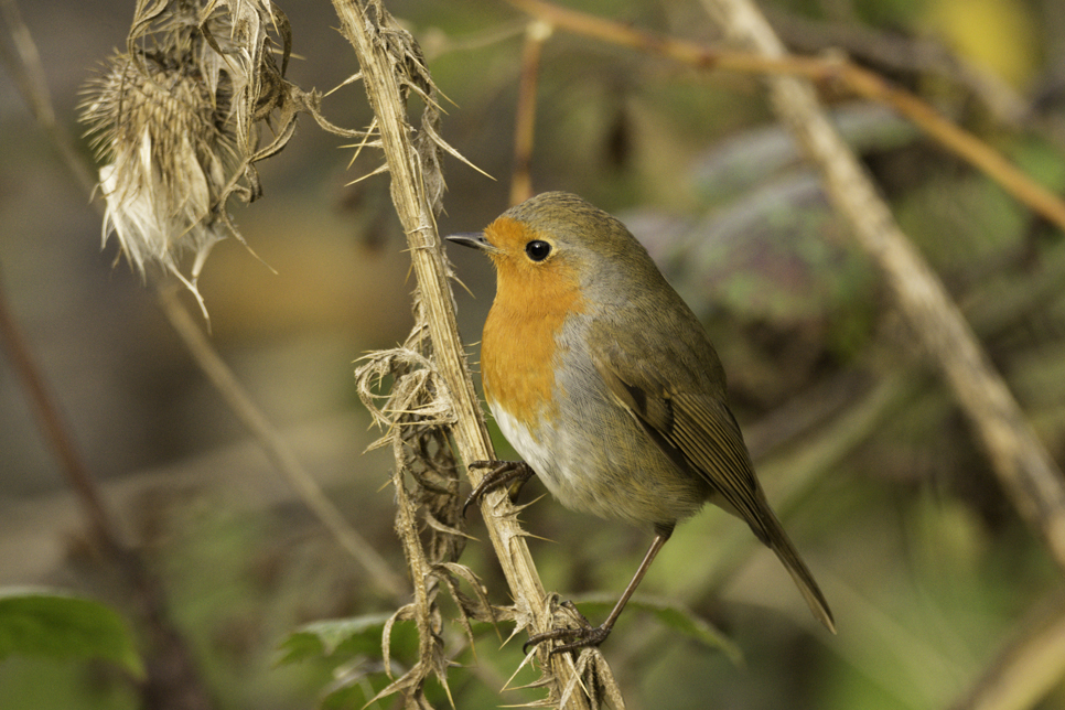 Wildlife Sightings 25/02/20