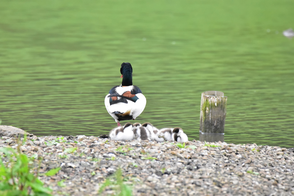 Wildlife Sightings - 21/05/2020