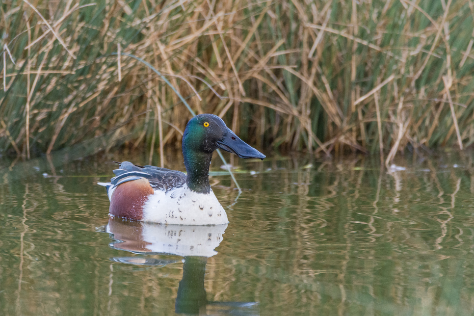 Wildlife Sightings - 30/10/2019