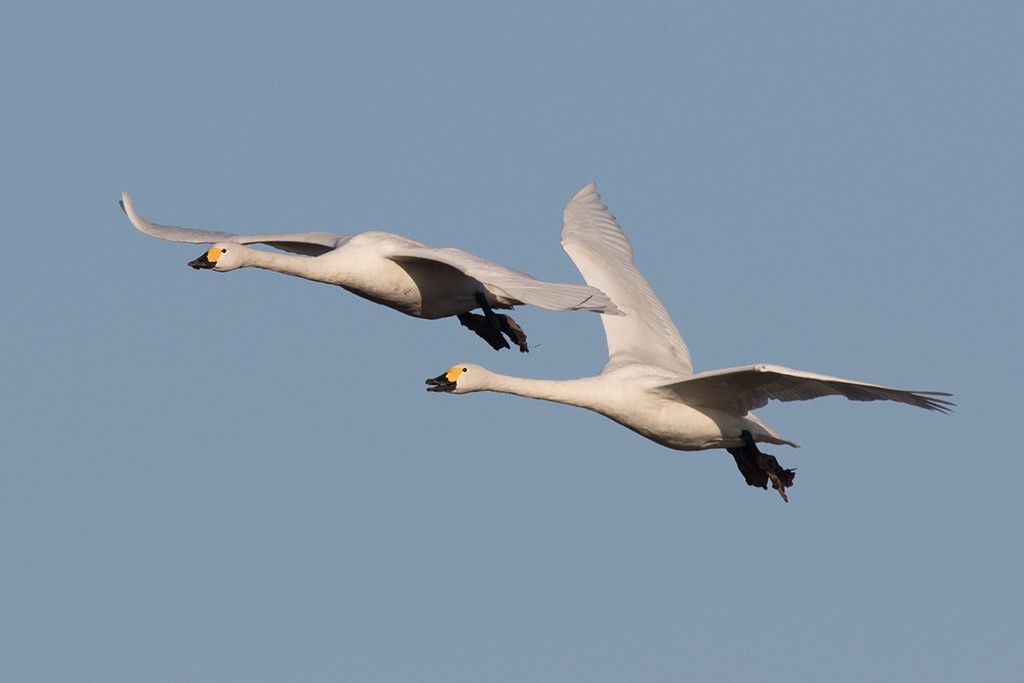 Two Bewick's swans flying