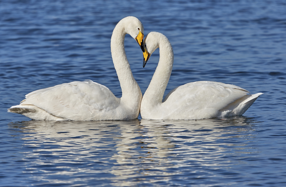 Welney Whooper swan pair neck display Nov 3 Kim Tarsey (2)-scr.jpg