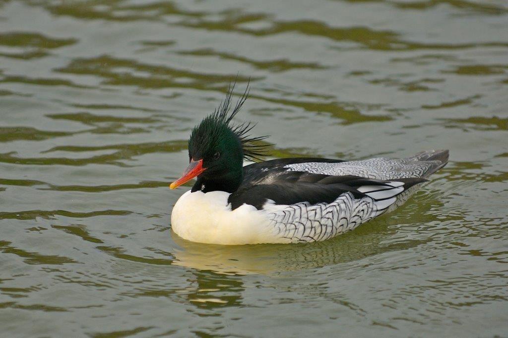 Celebrate World Wetlands Day with WWT Arundel