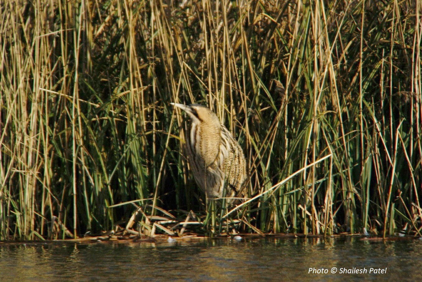 Wildlife Sightings for 31st January 2024