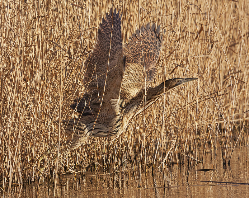 Wildlife sightings for 17th September 2022