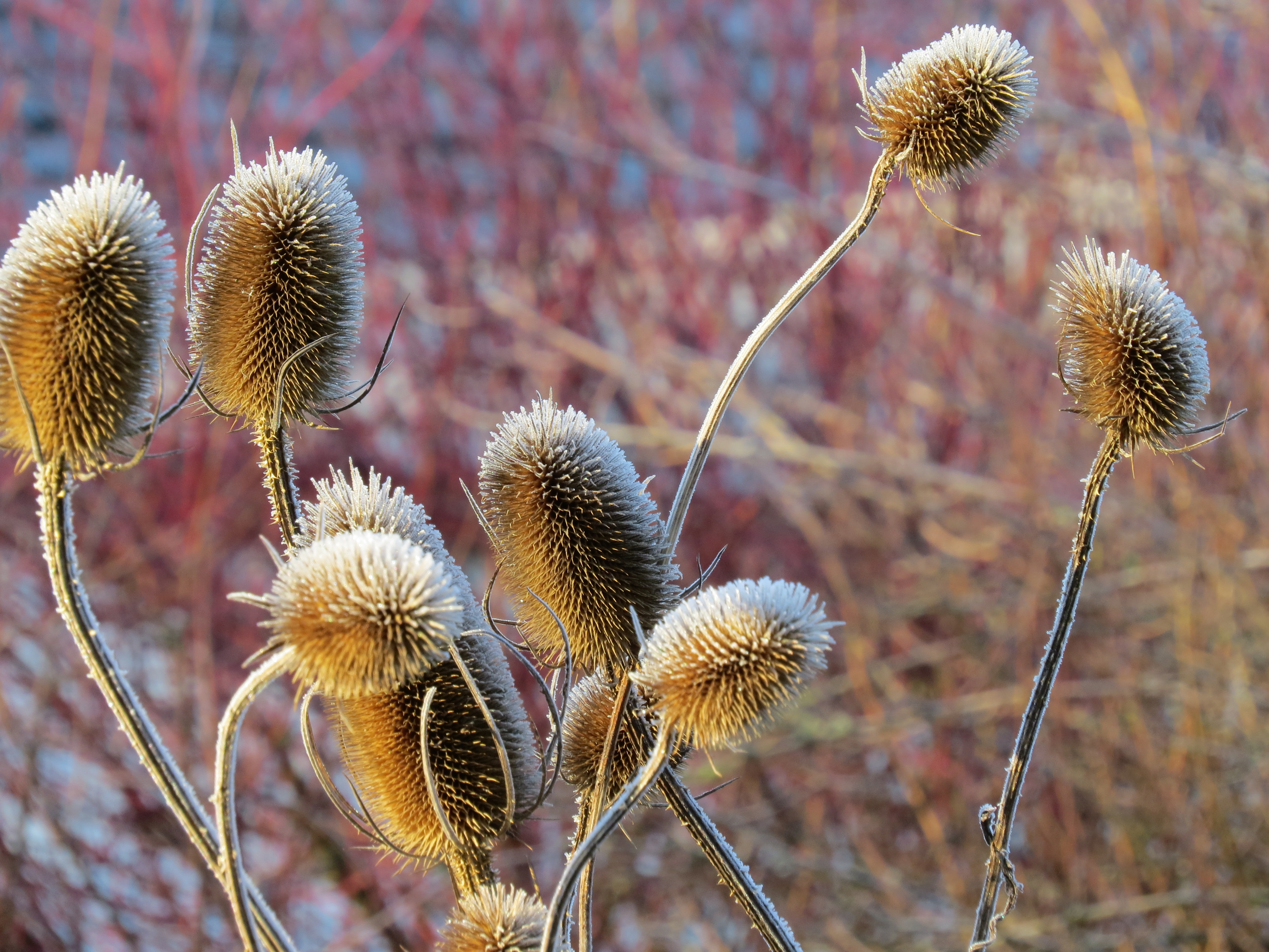 Otters in the Frost