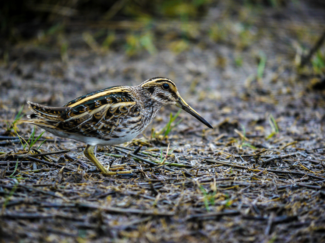 Jack Snipe and Water Pipit on the marsh