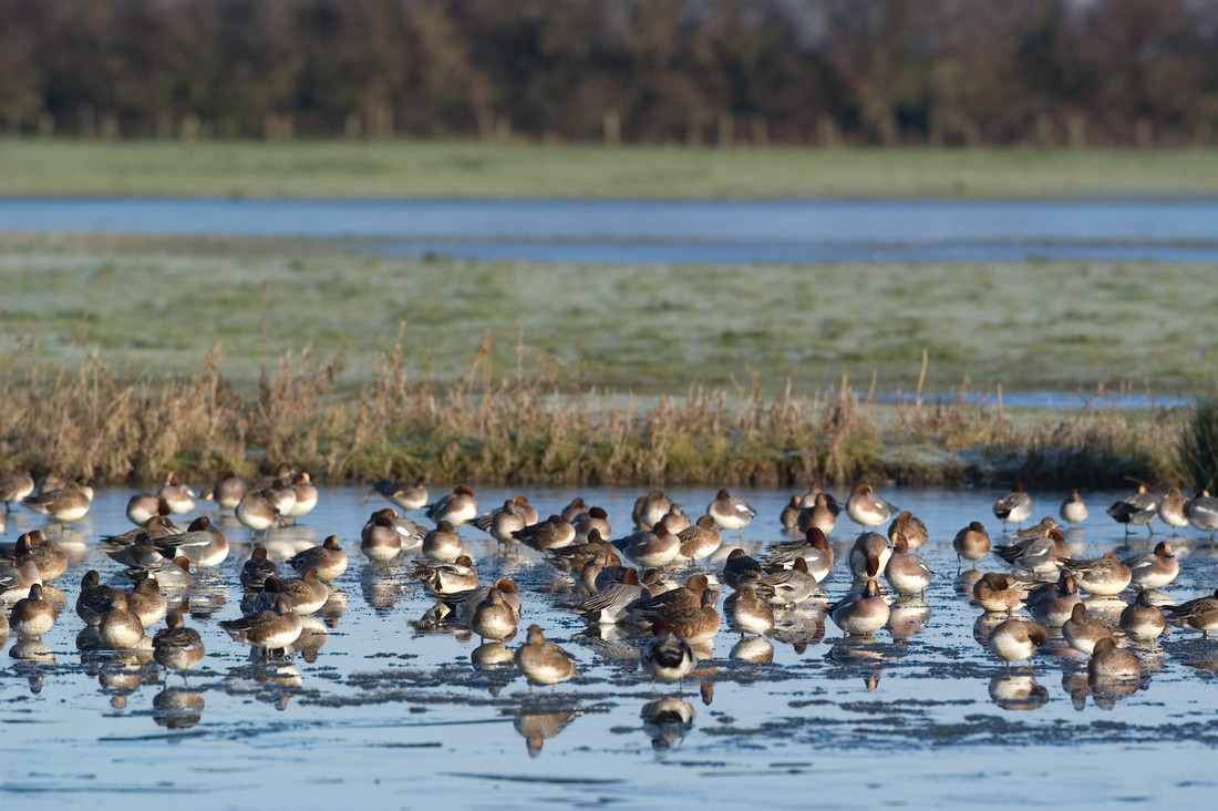 Upcoming habitat management works on the Reserve in September 2024