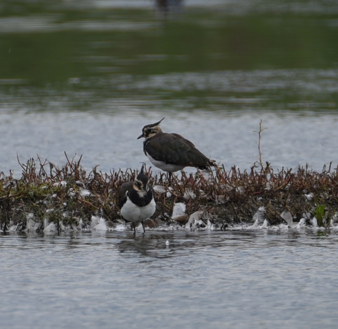 Wildlife sightings for 30th September 2022