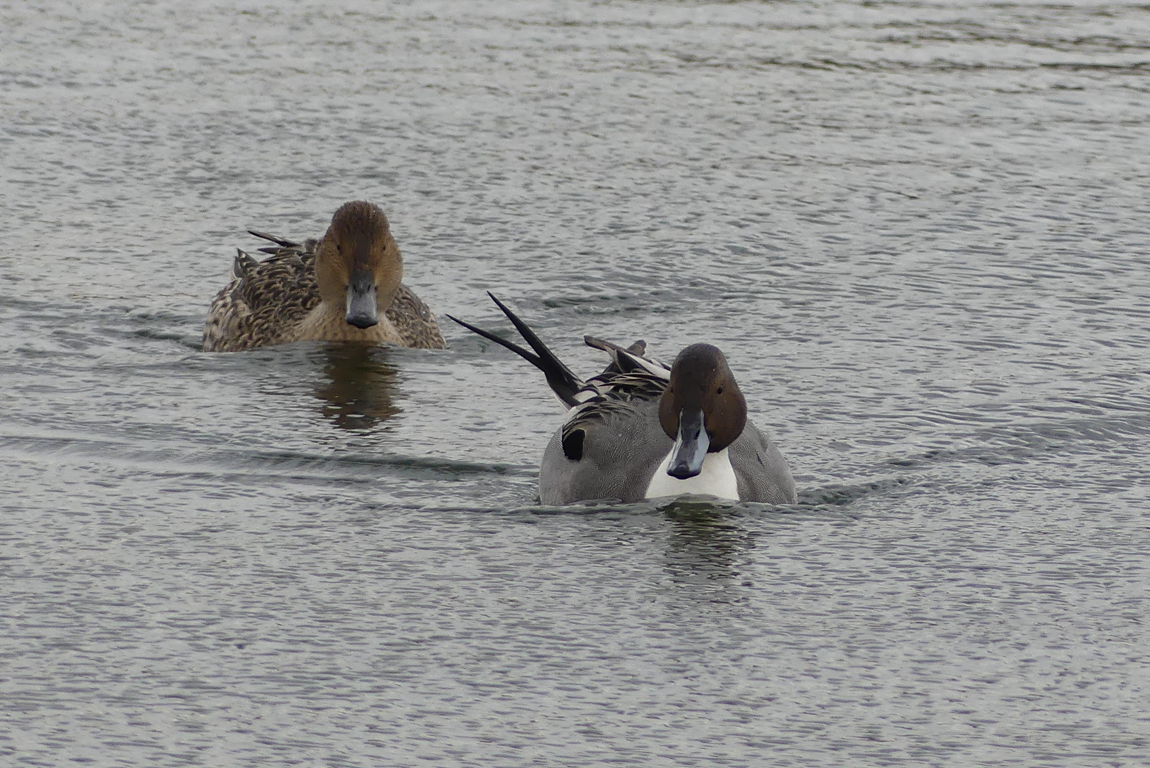 Pintail and Goldeneye on the main lake