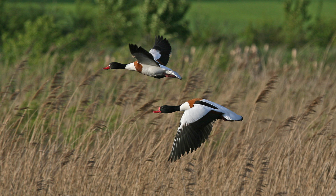 Shelduck and Pintail on site today